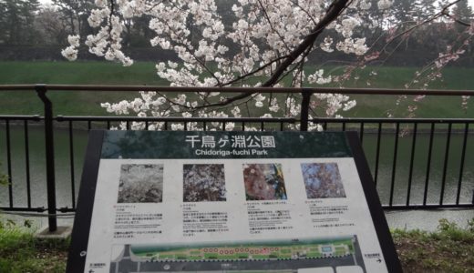【今日の1枚】千鳥ヶ淵公園で最後のお花見！人が少なく花見の穴場スポットです！
