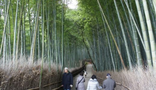 そうだ京都、行こう。日本三大美竹林 京都嵯峨野『竹林の道』を歩く