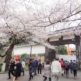 【今日の1枚】北の丸公園・田安門の桜が絶景！