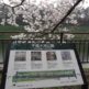 【今日の1枚】千鳥ヶ淵公園で最後のお花見！人が少なく花見の穴場スポットです！